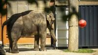 slon transportbalaZOO2